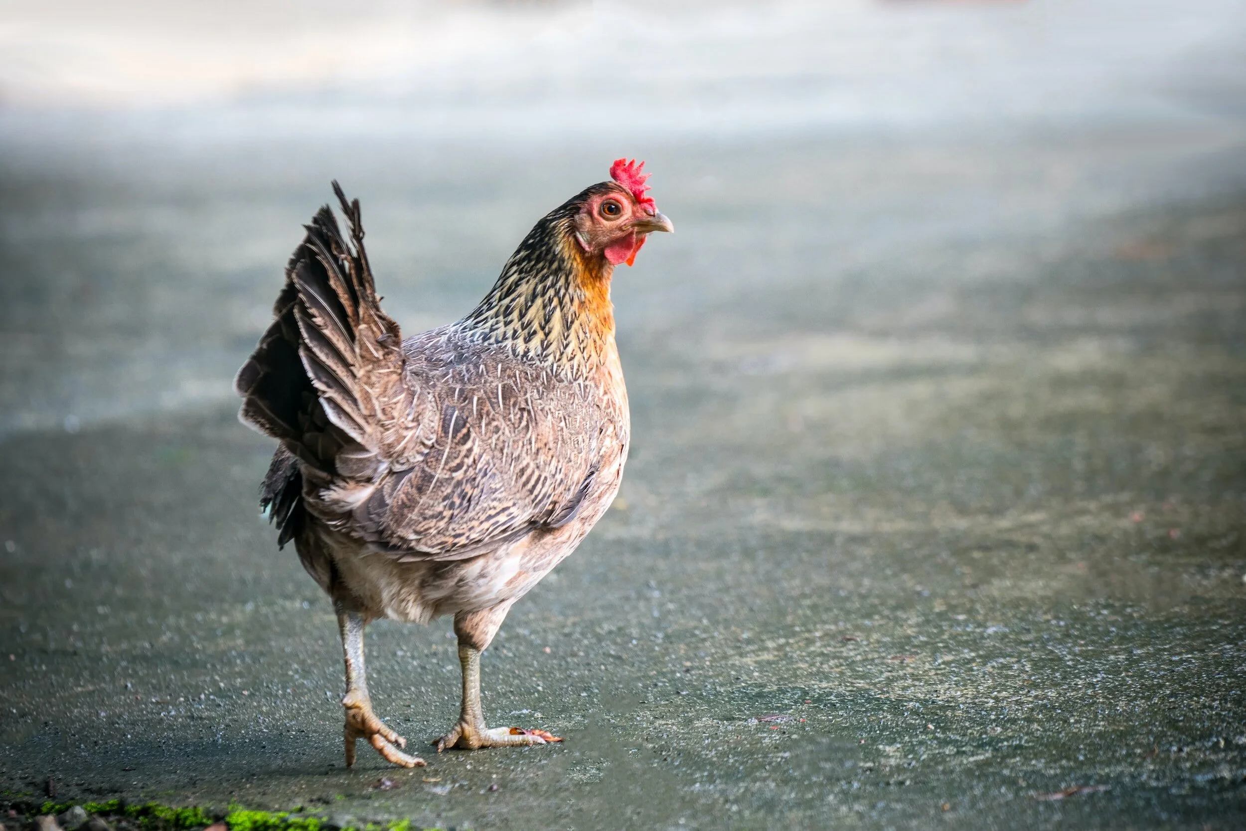 Detecting Mites & Lice in Chickens A Guide for Healthy Backyard Flocks
