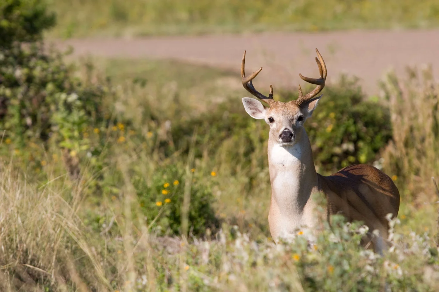 Texas Deer Hunt Guide Everything You Need to Know The Ultimate Resource