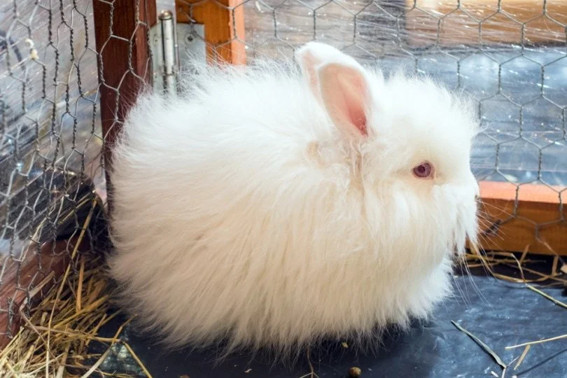 Angora Rabbits: A Detailed Introduction to the Furry Delight