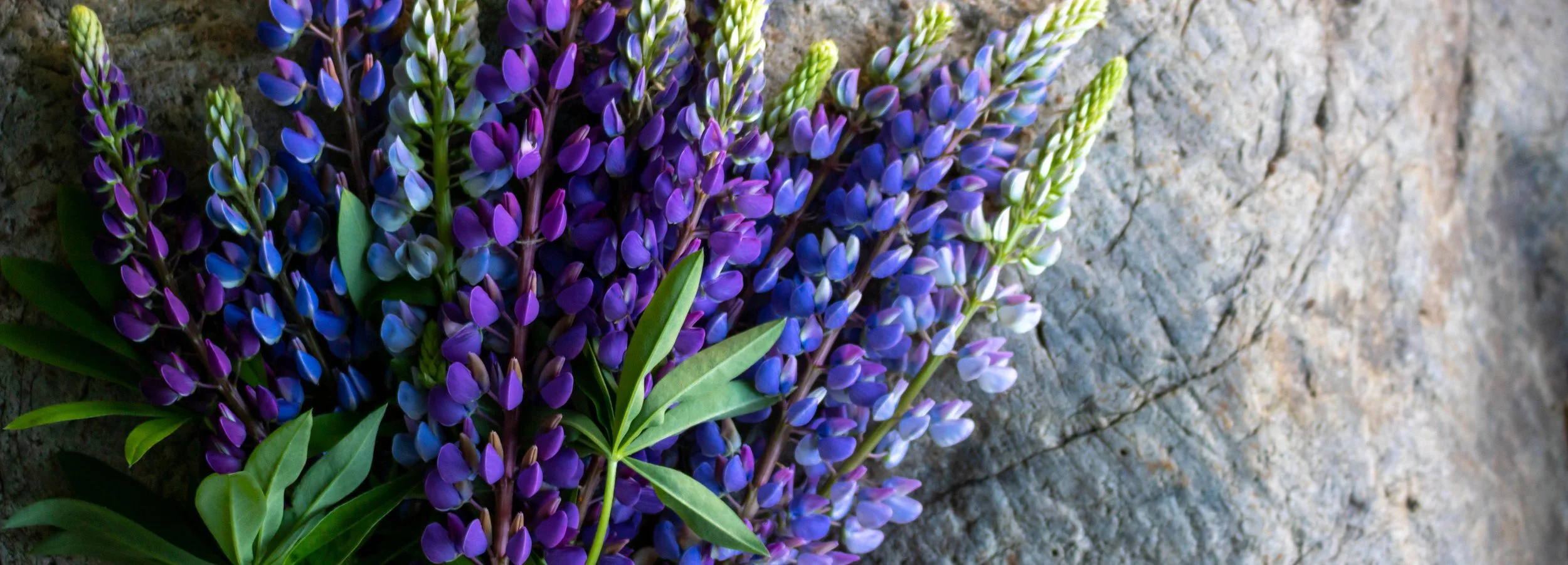 Forget Roses, Give Seasonal Flowers This Valentine’s Day