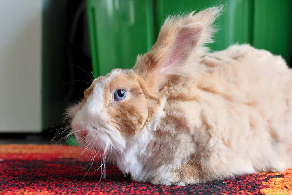 Angora Rabbits: A Detailed Introduction to the Furry Delight