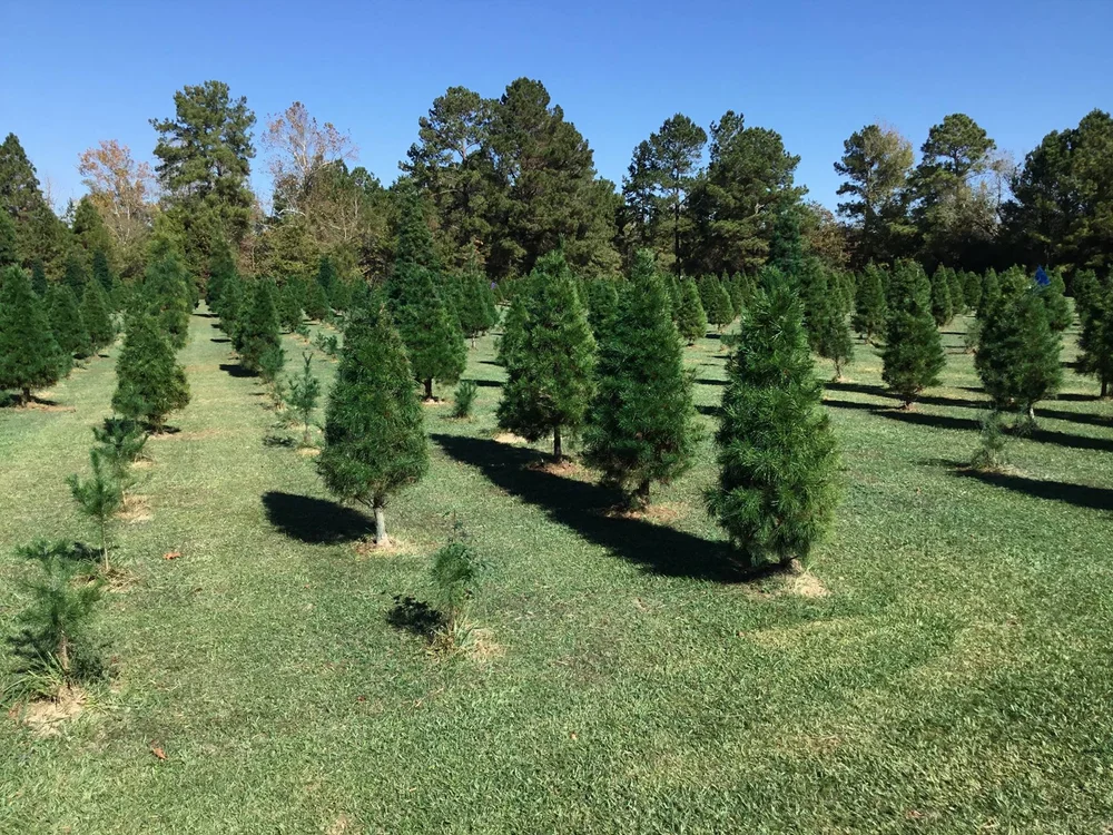 Updated 2023 Best Christmas Tree Farms in Texas A Guide for the Holidays