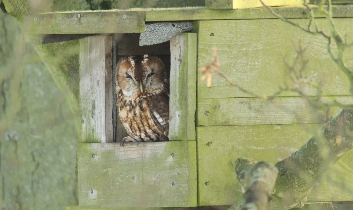 Attracting Owls to Your Yard Practical Tips