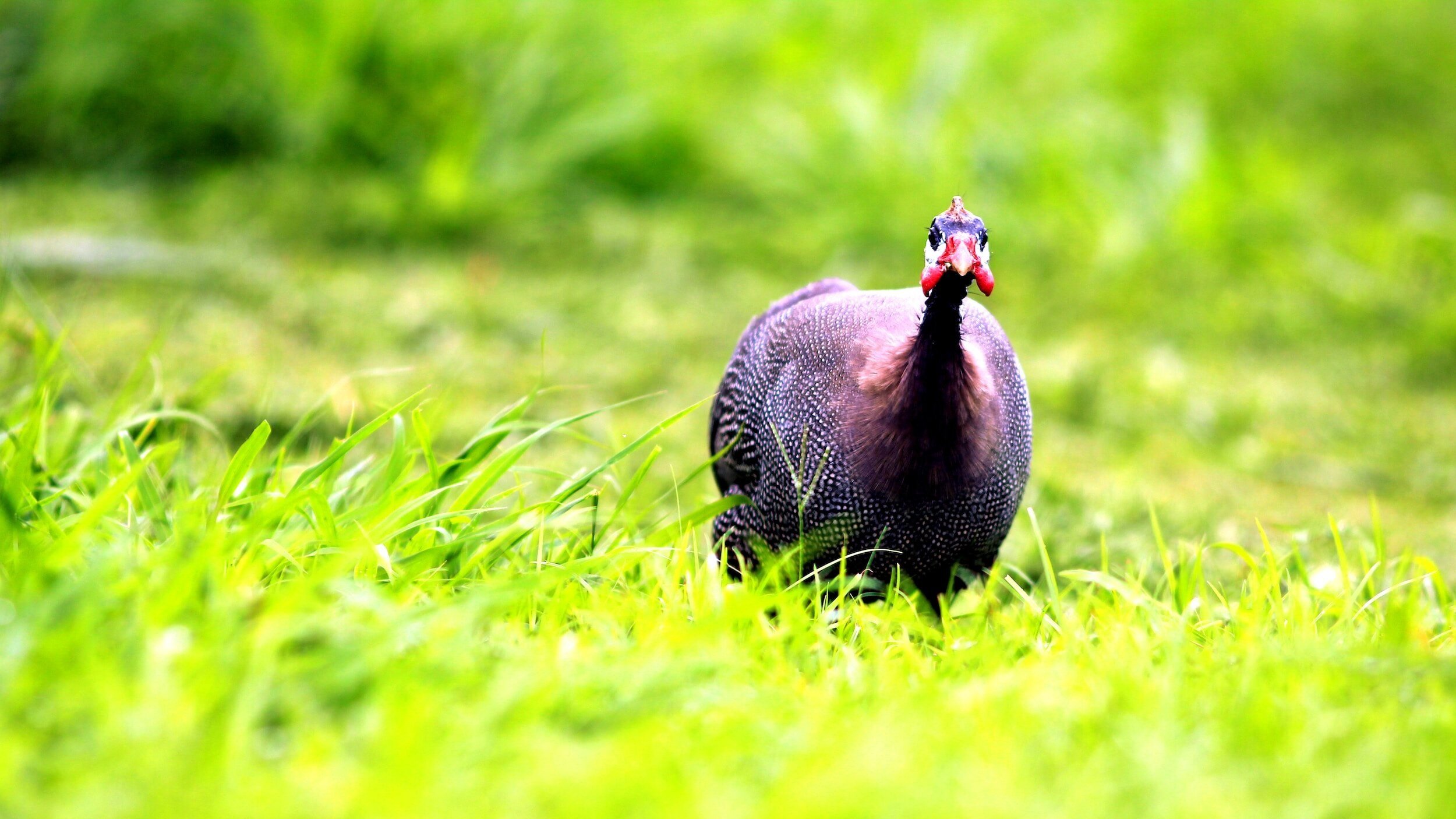 Why You Should Raise a Guinea Fowl Flock on Your Homestead