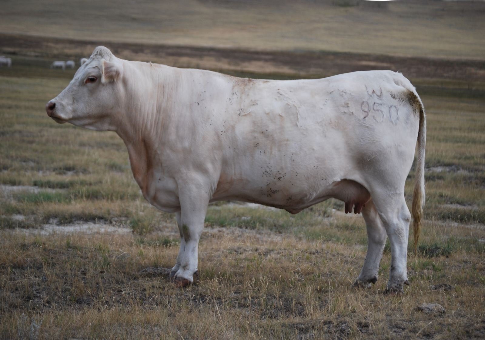Charolais Cattle: Essential Facts and Breed Information