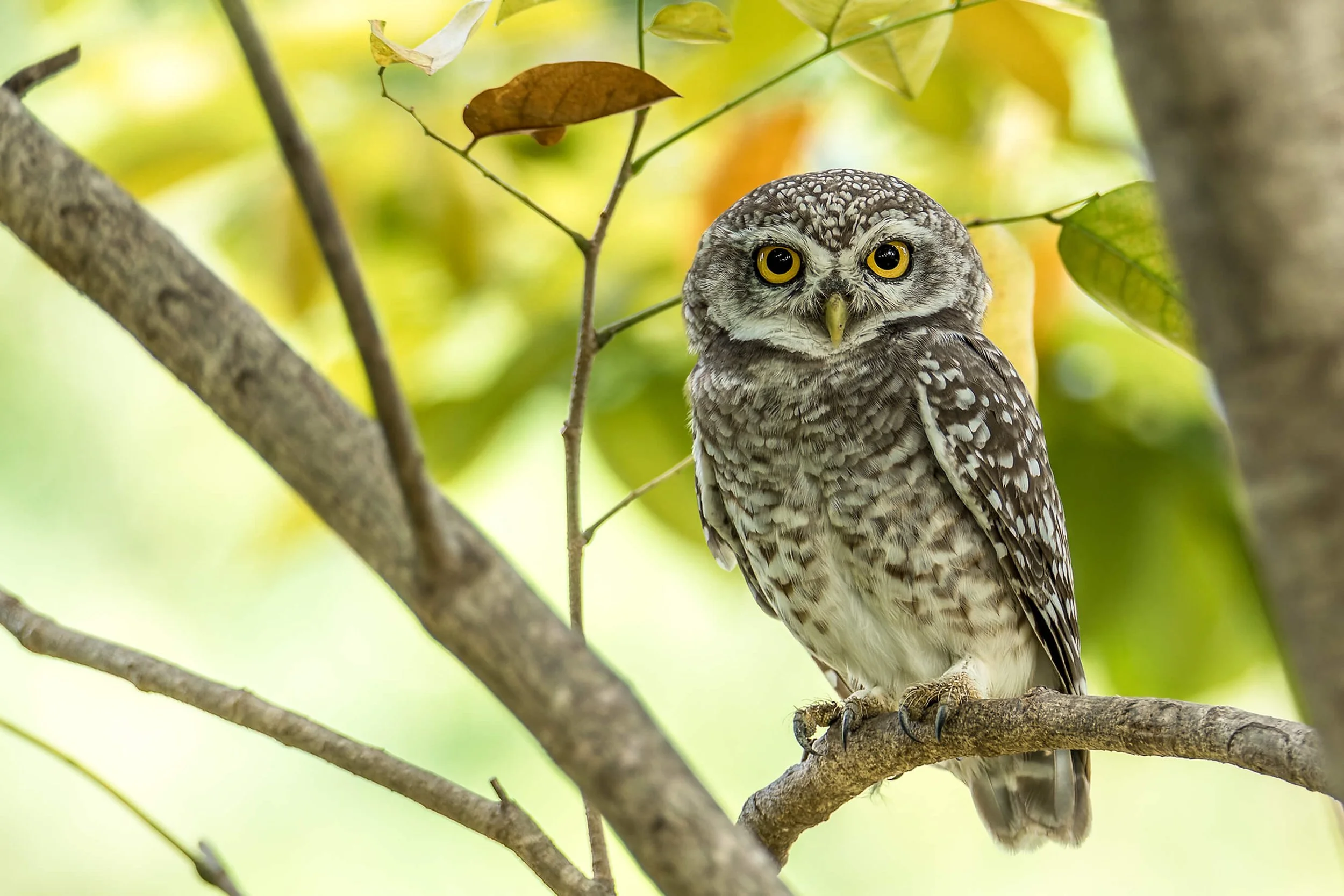 Attracting Owls to Your Yard Practical Tips