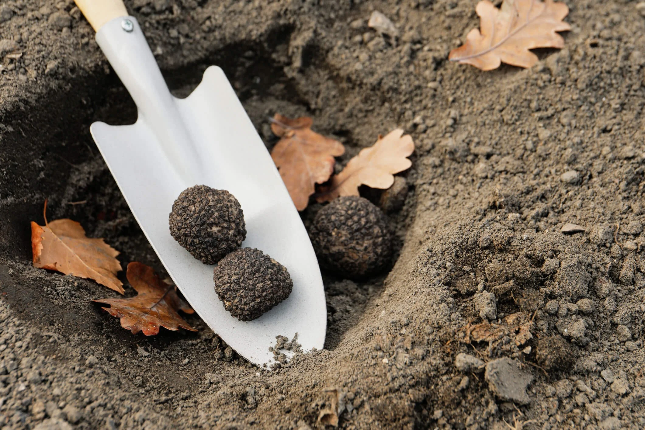 Truffle Inoculum Truffle Habitats Uncovered: Discovering Where the Culinary Gems Thrive