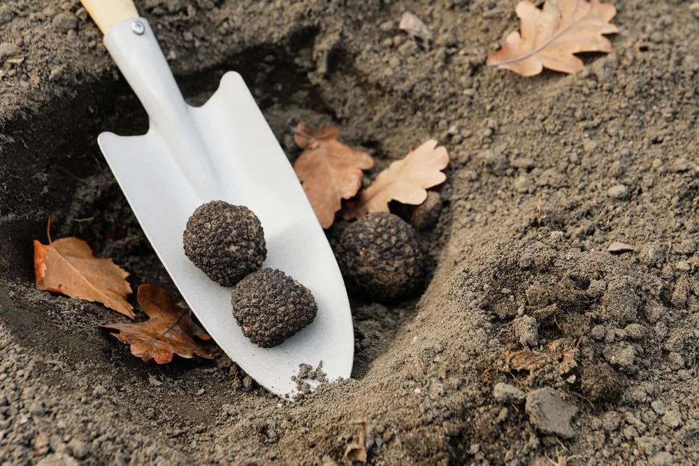 Truffle Habitats Uncovered Discovering Where the Culinary Gems Thrive
