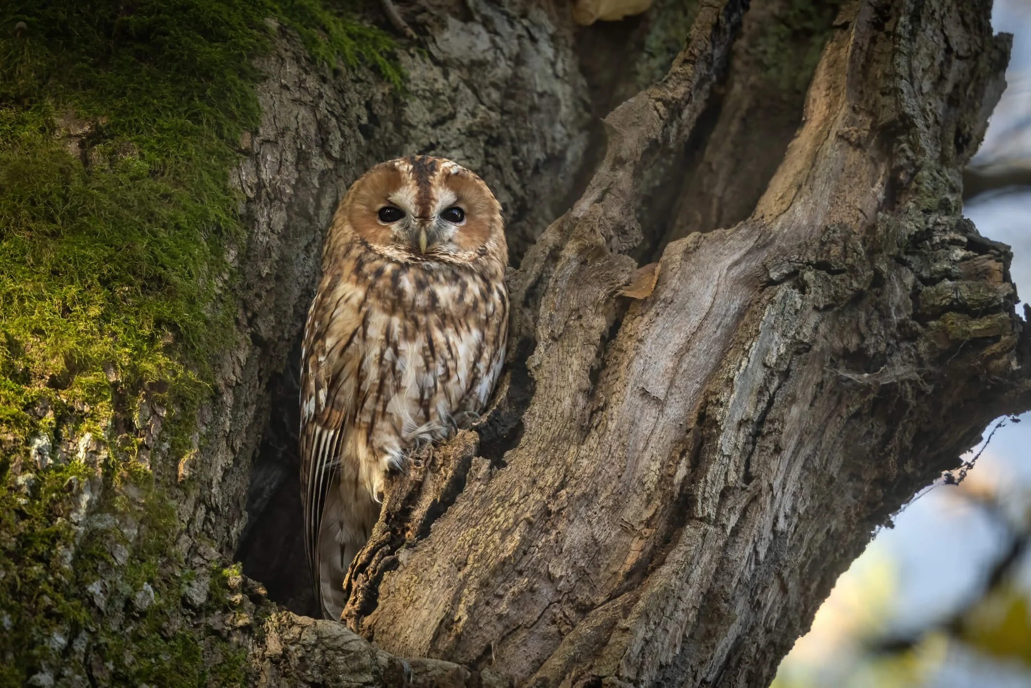 Attracting Owls to Your Yard Practical Tips