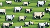 Optimizing Grazing Efficiency: Effective Strategies for Pasture ...