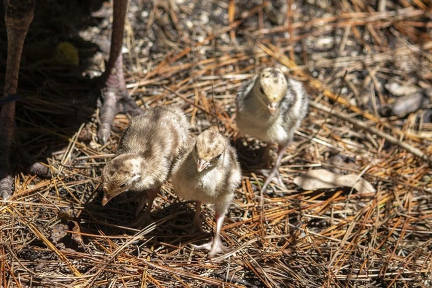 Raising Mini Classic Turkey: A Comprehensive Guide for Success