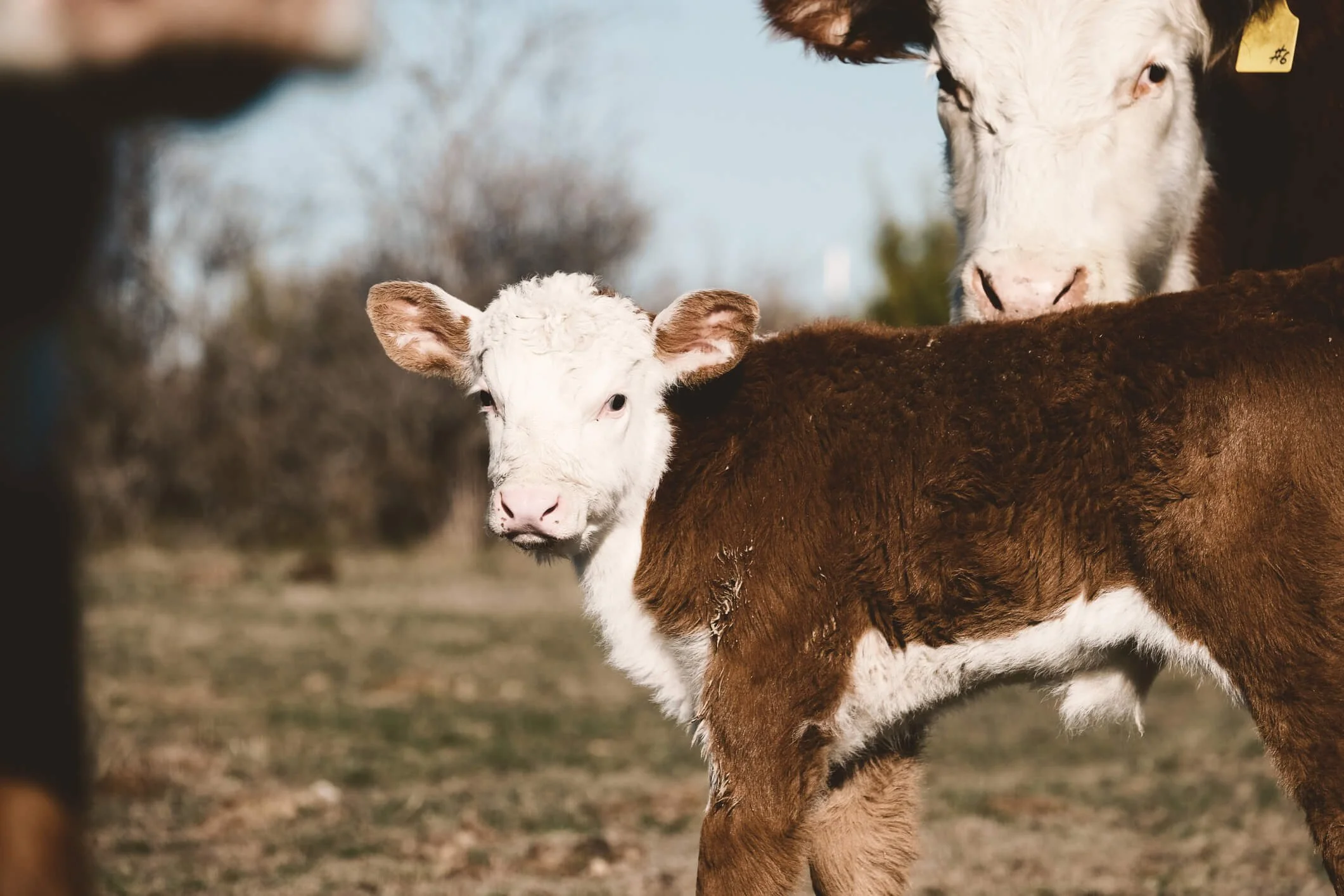 Hereford Cattle: Comprehensive Guide to Breeding and Care