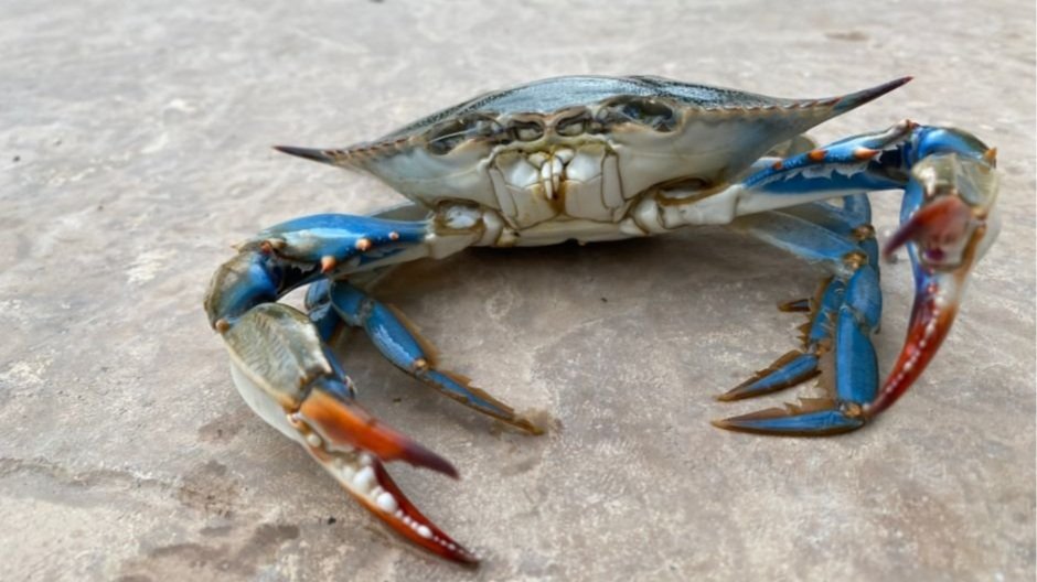 Guide to Crabbing in Texas  Exploring the Lone Star State's Coastal  Habitats