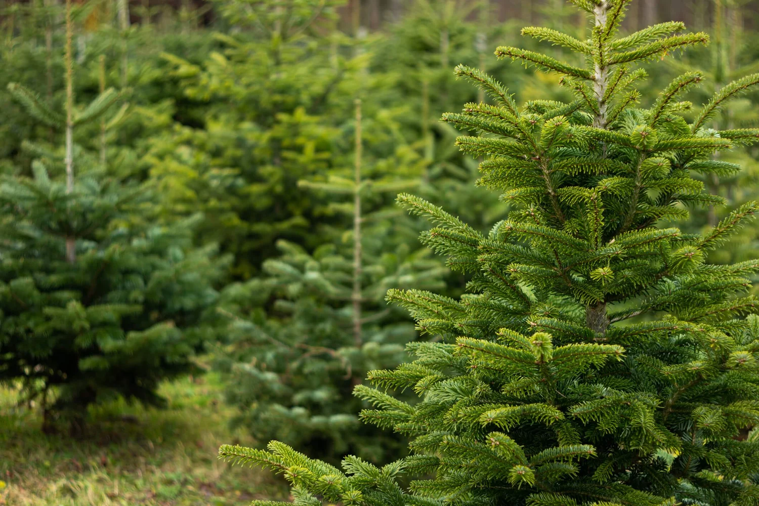 Updated 2023 Best Christmas Tree Farms in Texas A Guide for the Holidays