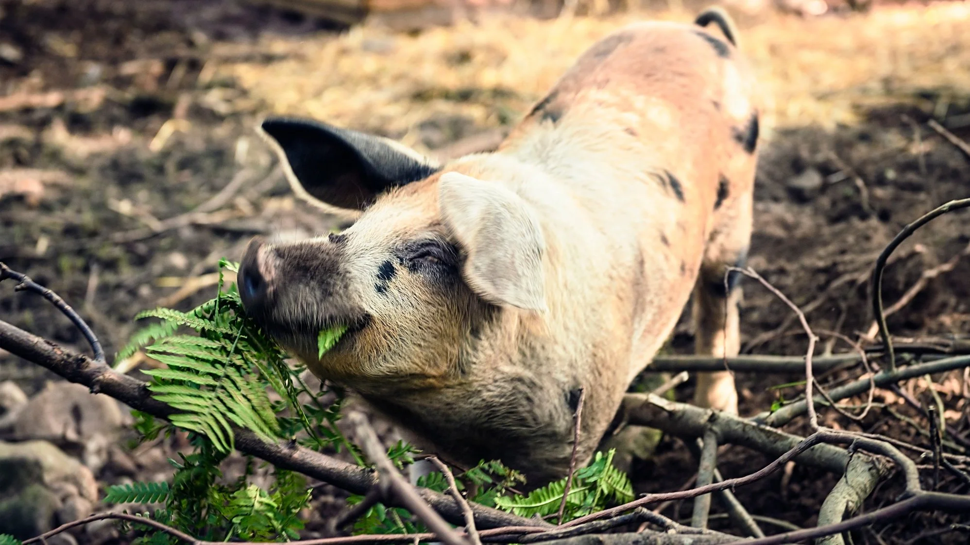 Forage Options for Pastured Pigs
