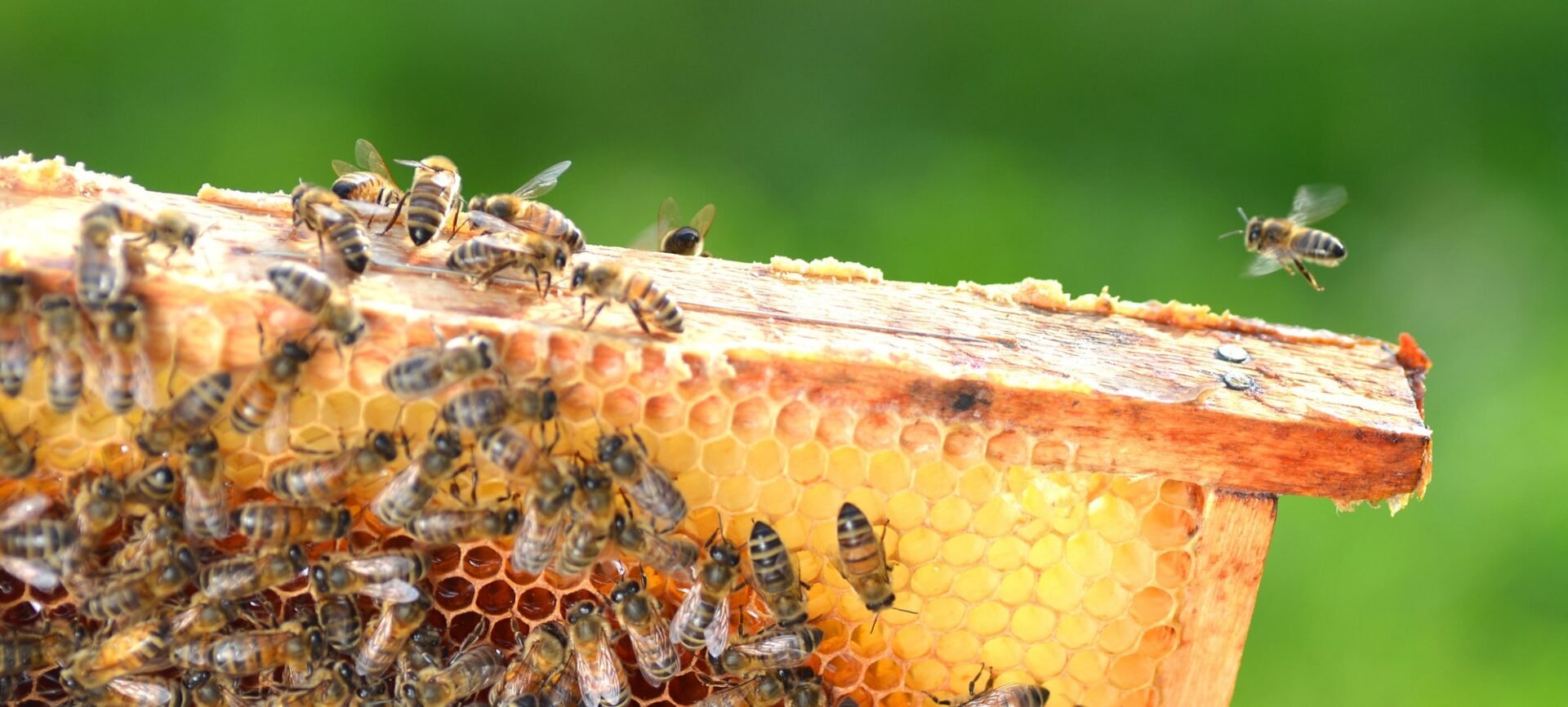 Wrap Up: Getting Started with Beekeeping in Texas