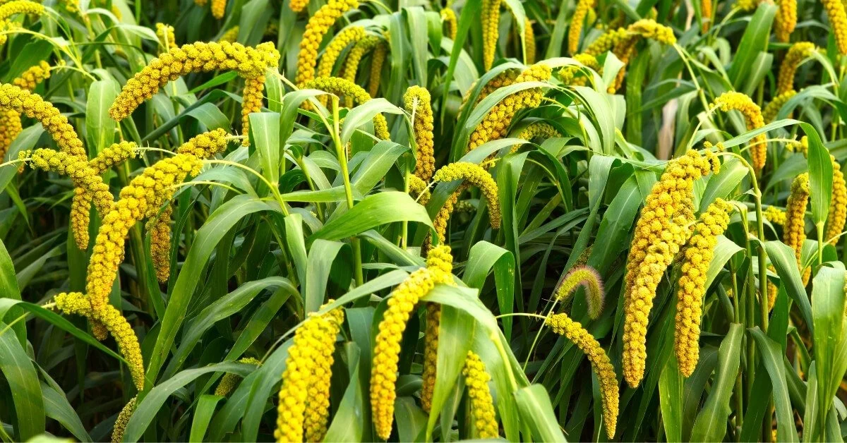 The Ultimate Guide To Growing Millet Tips For Successful Cultivation The Ultimate Guide To Growing Millet Tips For Successful Cultivation