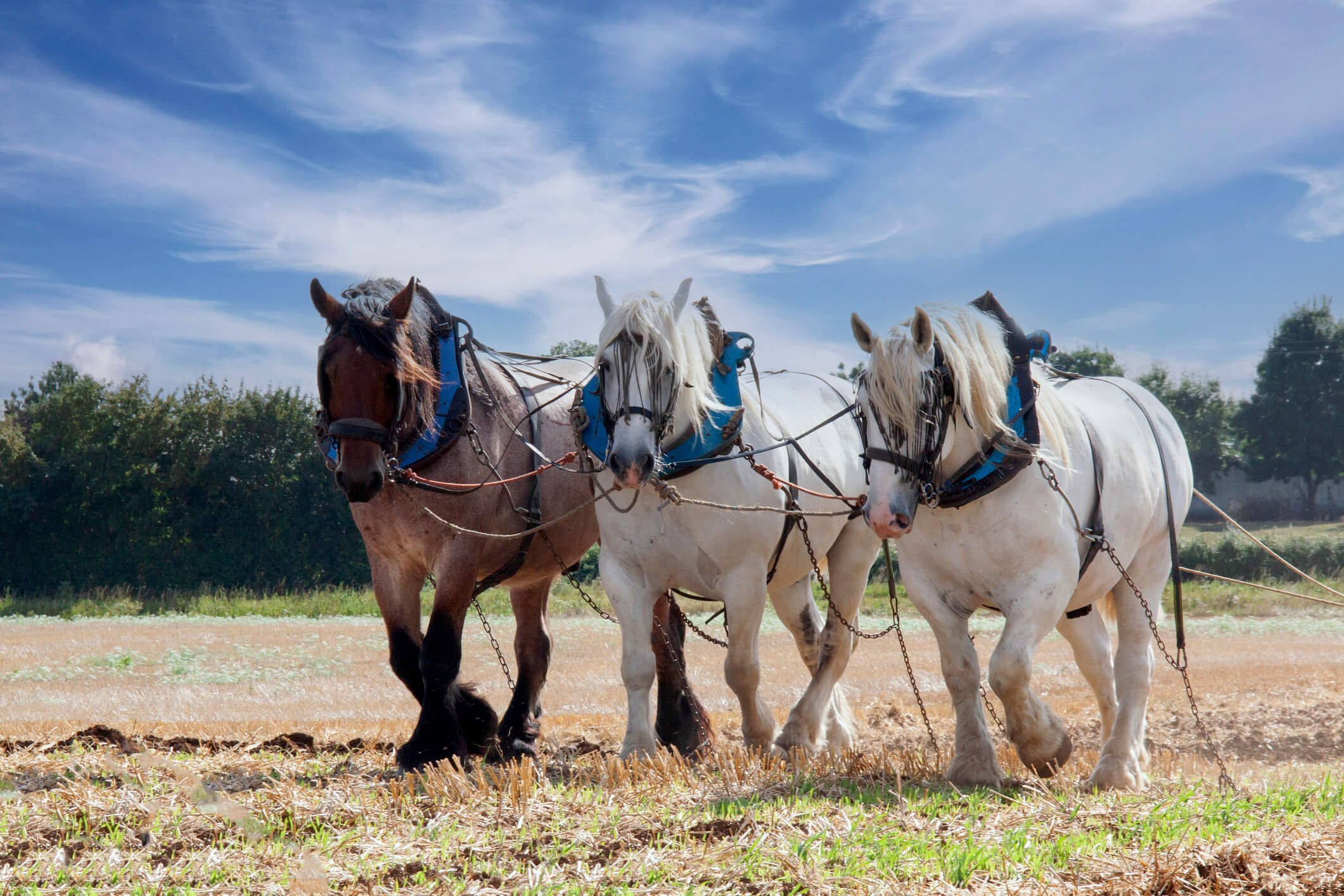 Different Draft Horse Breeds: Strength, Stamina, and Legacy Unveiled