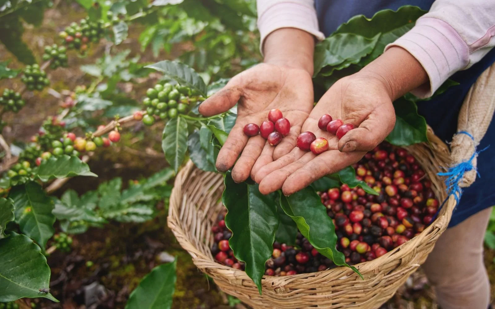 Five Coffee Roasters in Texas That Are Certified Organic