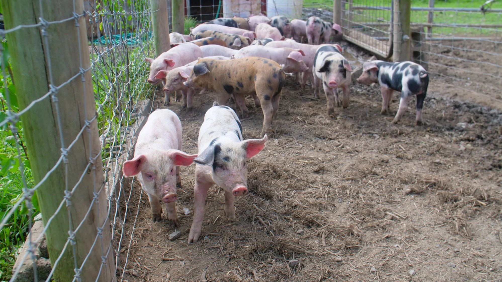 Pig Rasing Raising Livestock