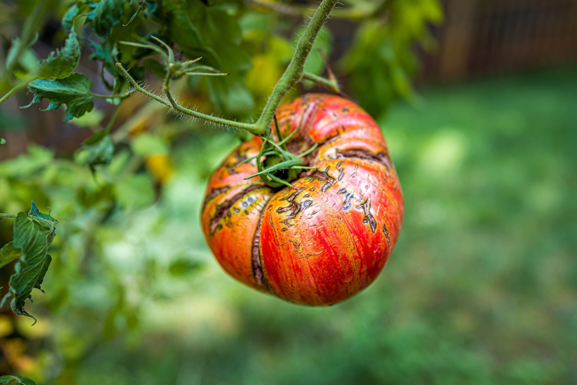 Hybrid vs Heirloom Seeds – What's The Difference