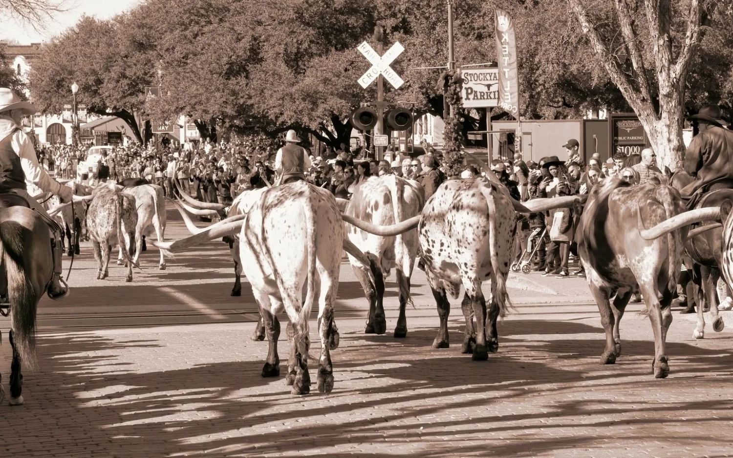 History of the Texas Longhorn & Why it's Popular | Discover its Origins