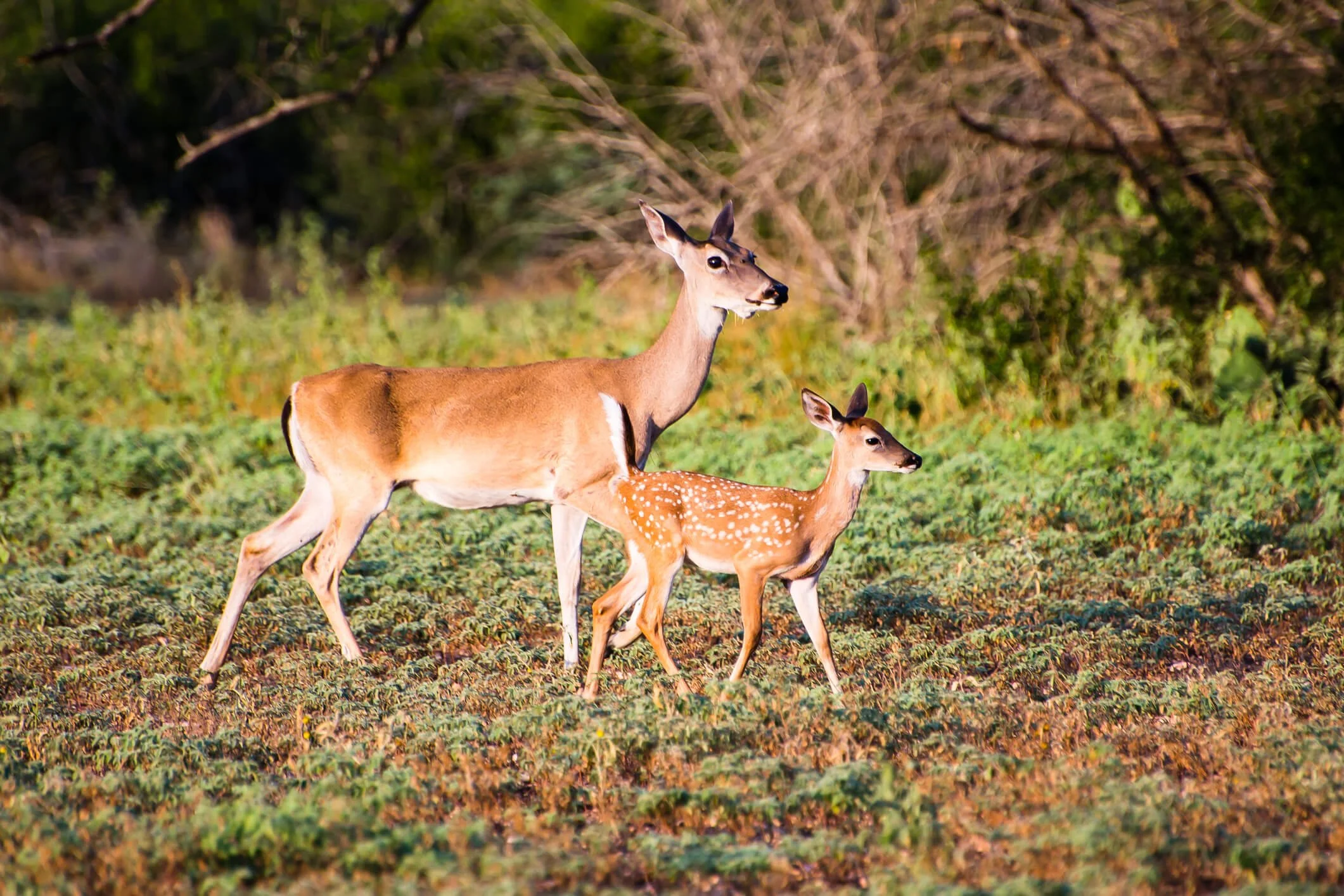 How to Start a Ranch in Texas The Texan Dream