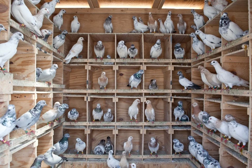 A Comprehensive Guide on Raising Pigeons for Meat