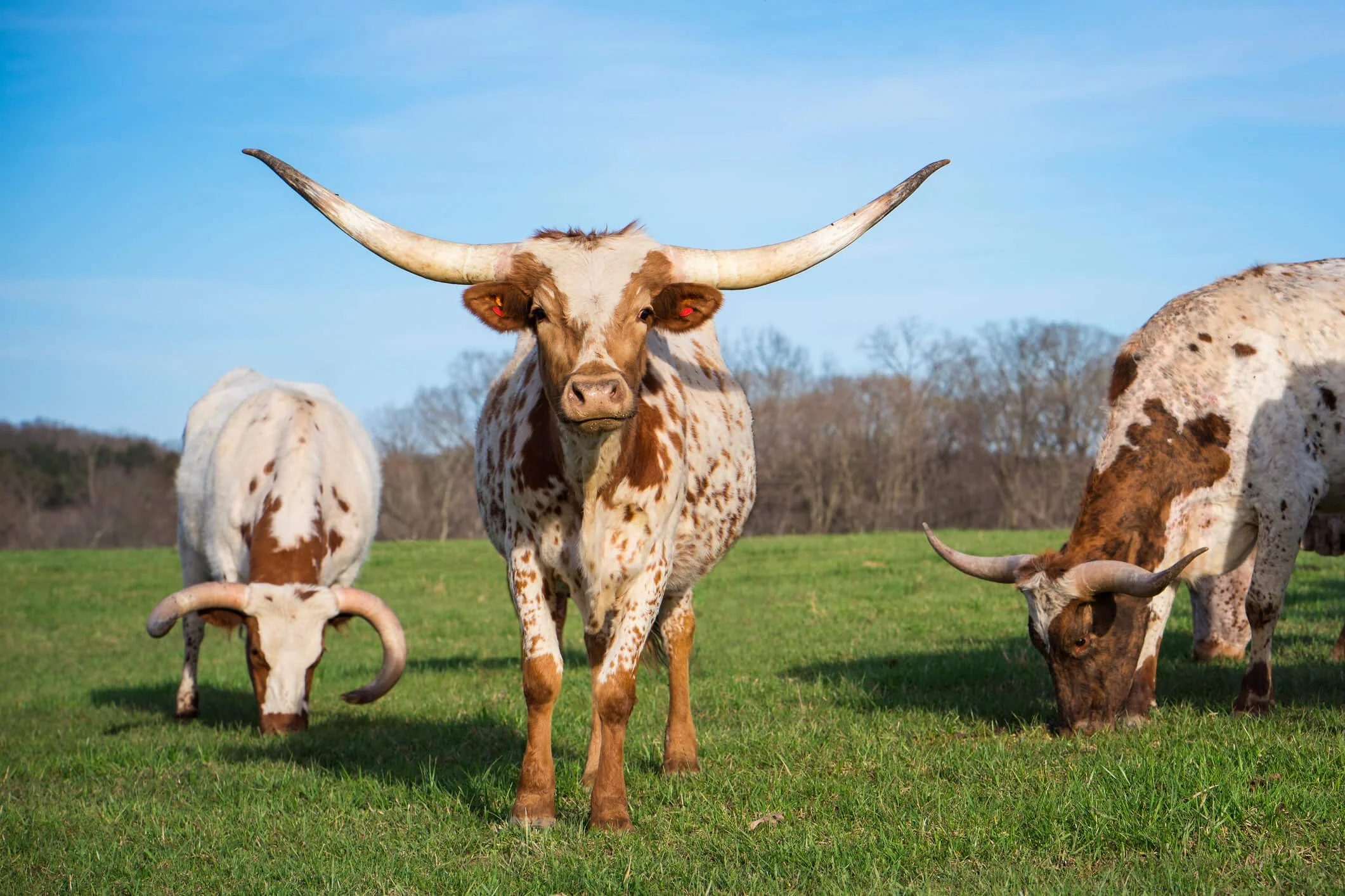 Texas Longhorn Cattle: A Comprehensive Guide to Raising and Management