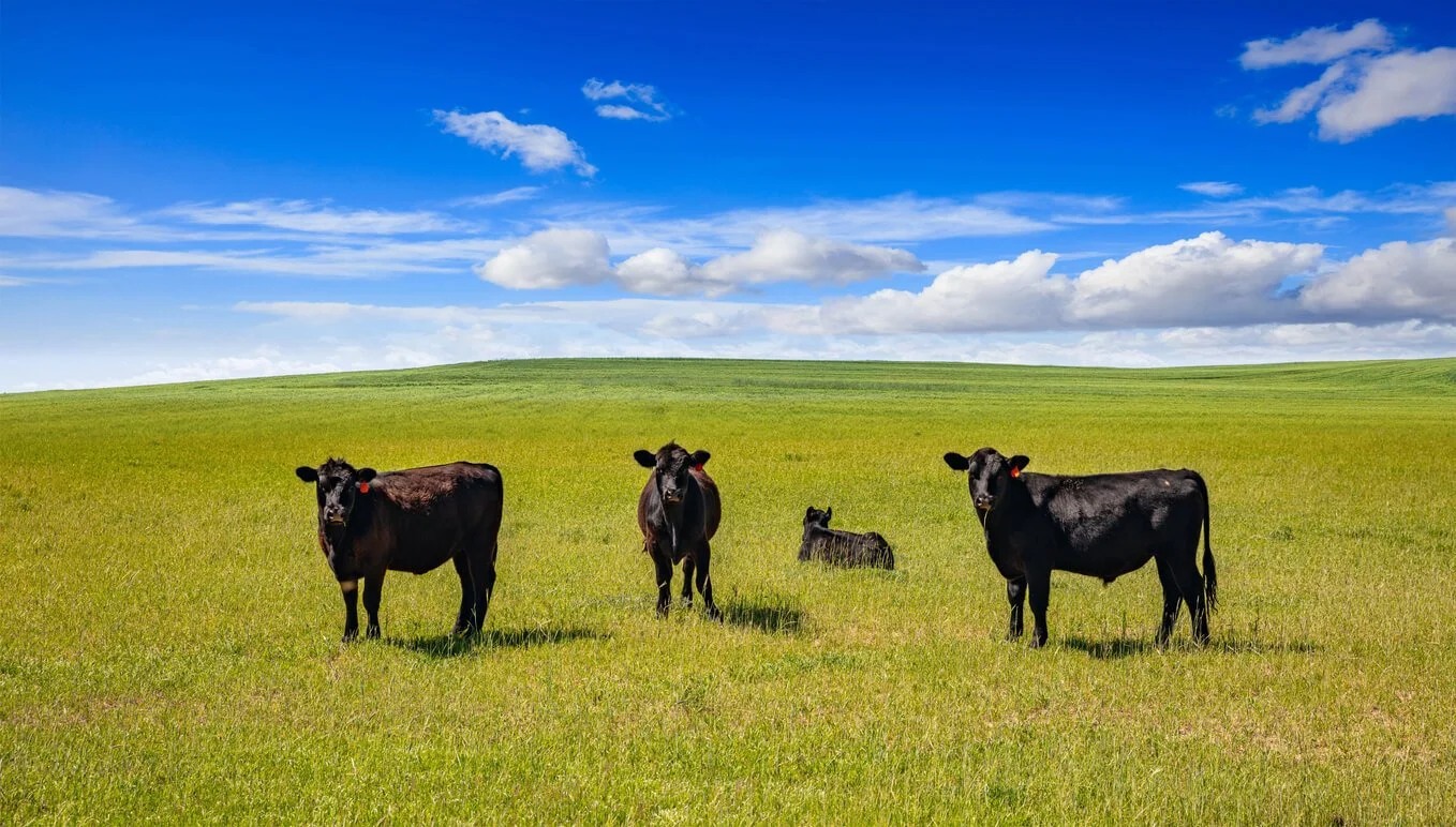 Texas & Beyond The Best Pasture Grasses in the Region