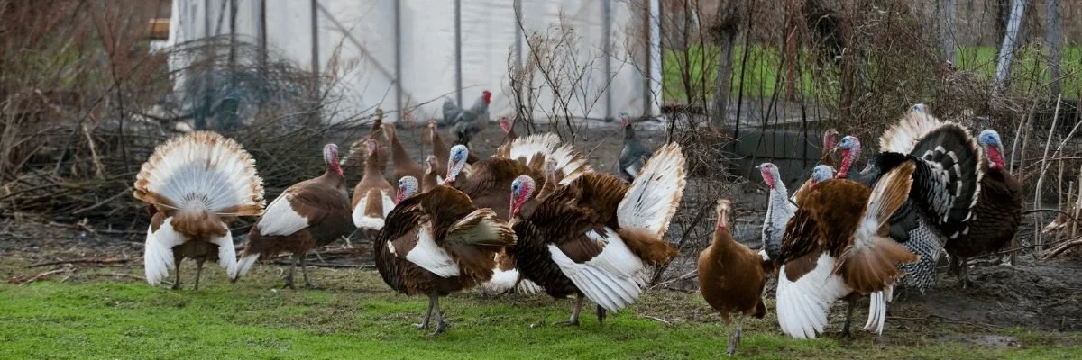 6 Farms &amp; Ranches To Grab Your Thanksgiving Turkey