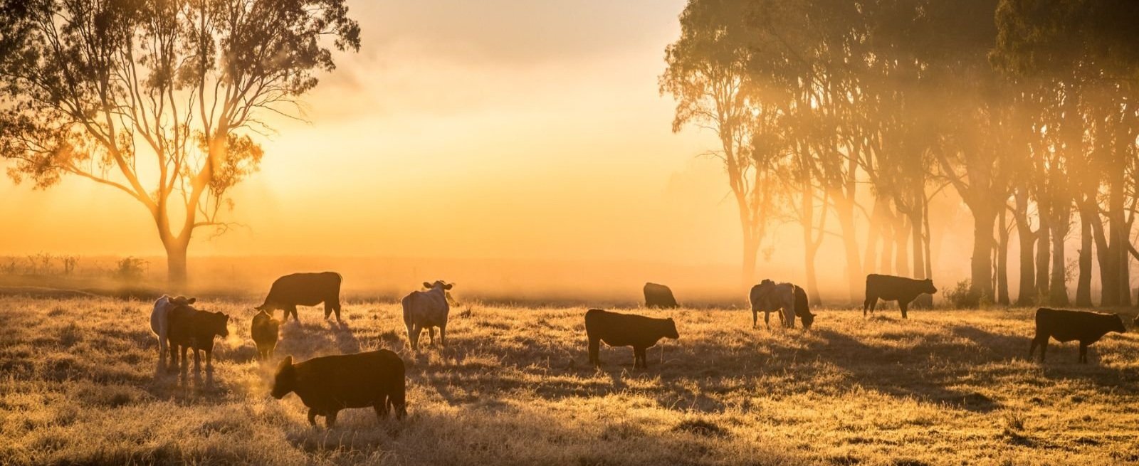 7 Farms to Pick Up Grass-Fed Beef in Austin