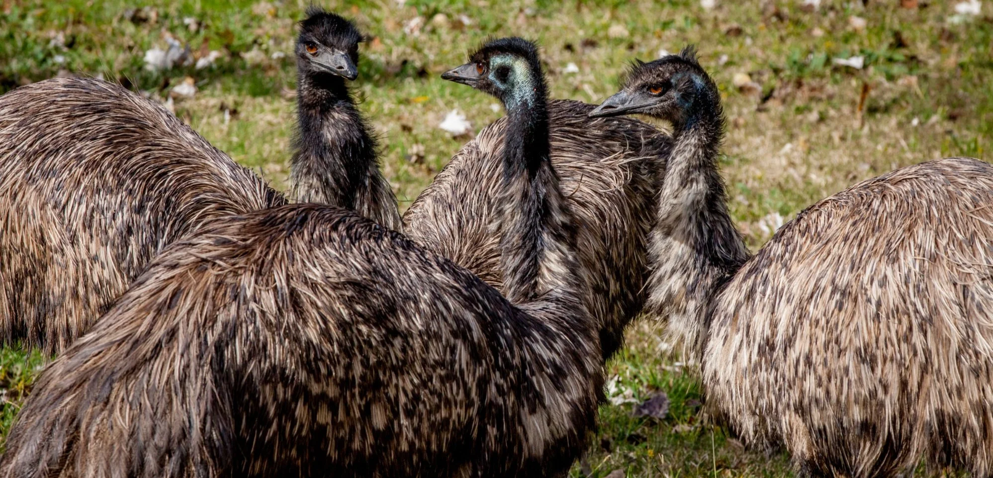 Emu In Bush Raising Emu in Texas for Homesteading: A Comeback Opportunity?