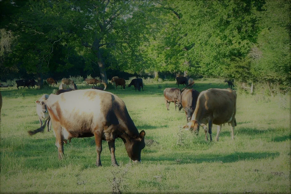 Discovering 5 Texas Raw Milk Dairy Farms Offering HormoneFree Milk