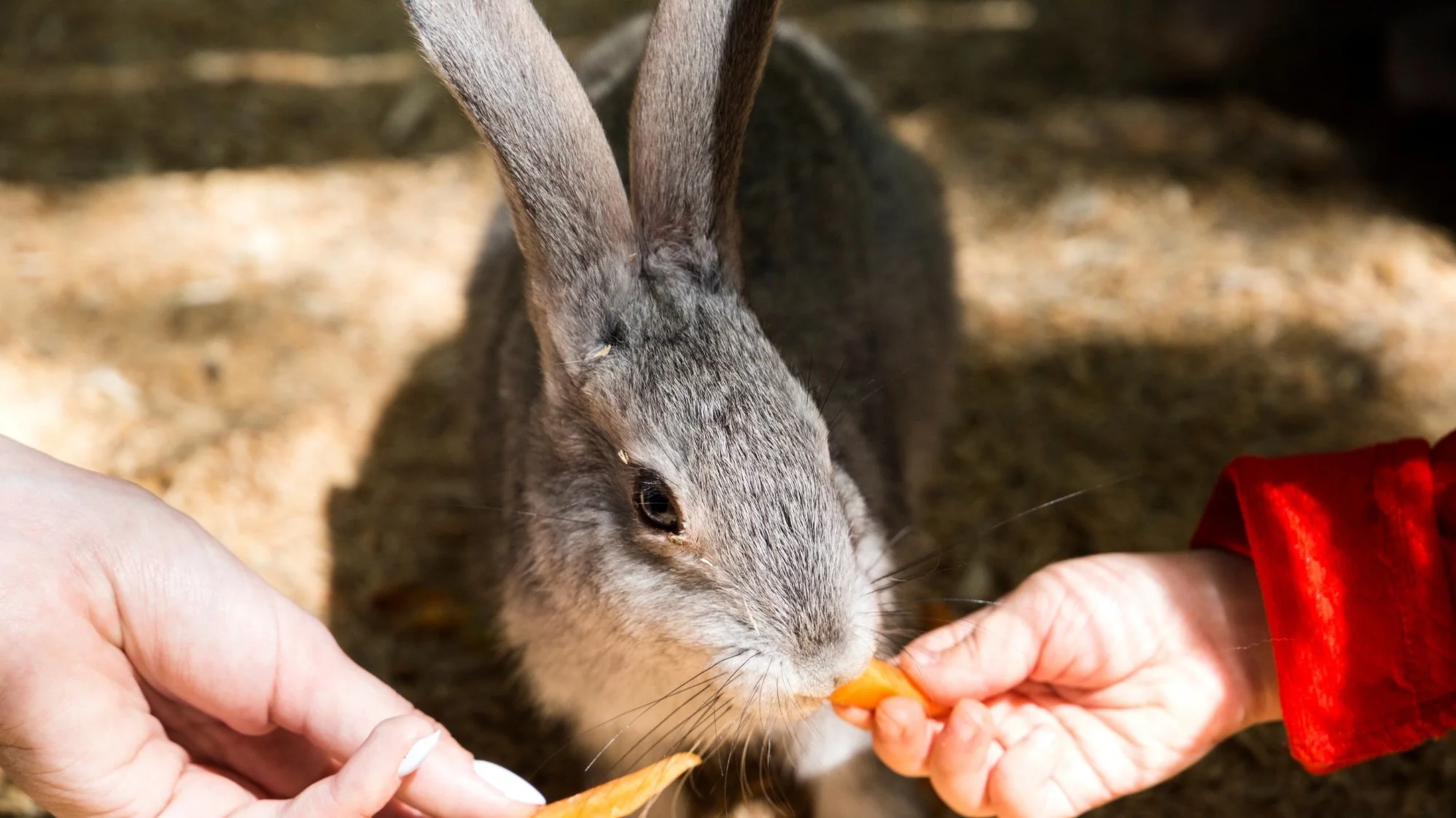 What to Feed your Rabbit