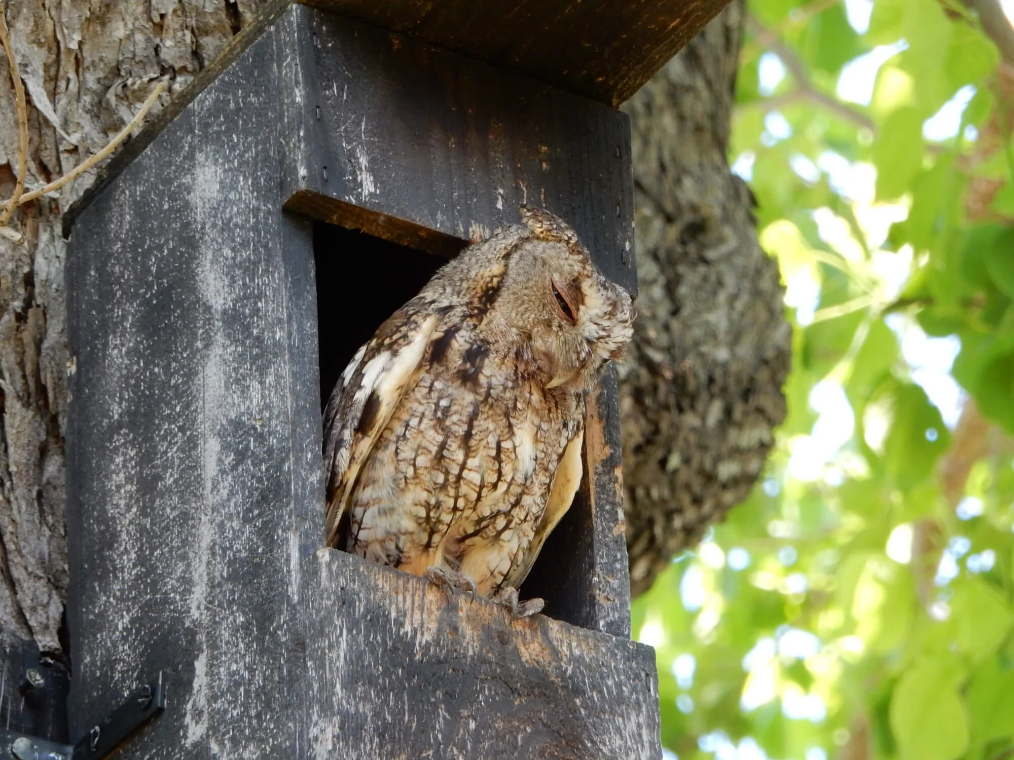 Attracting Owls to Your Yard Practical Tips