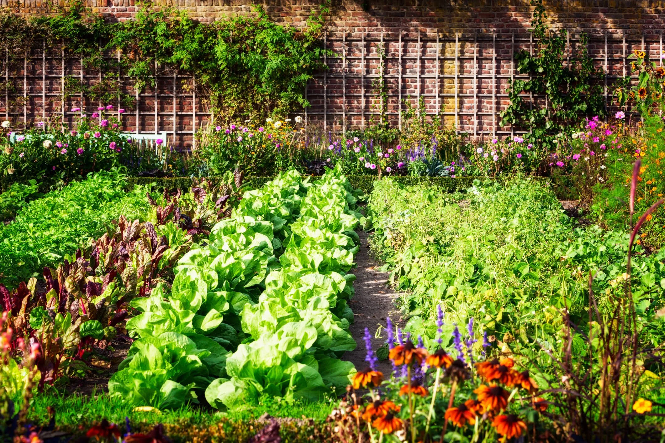 Top 20 Plants for an Edible Home Garden