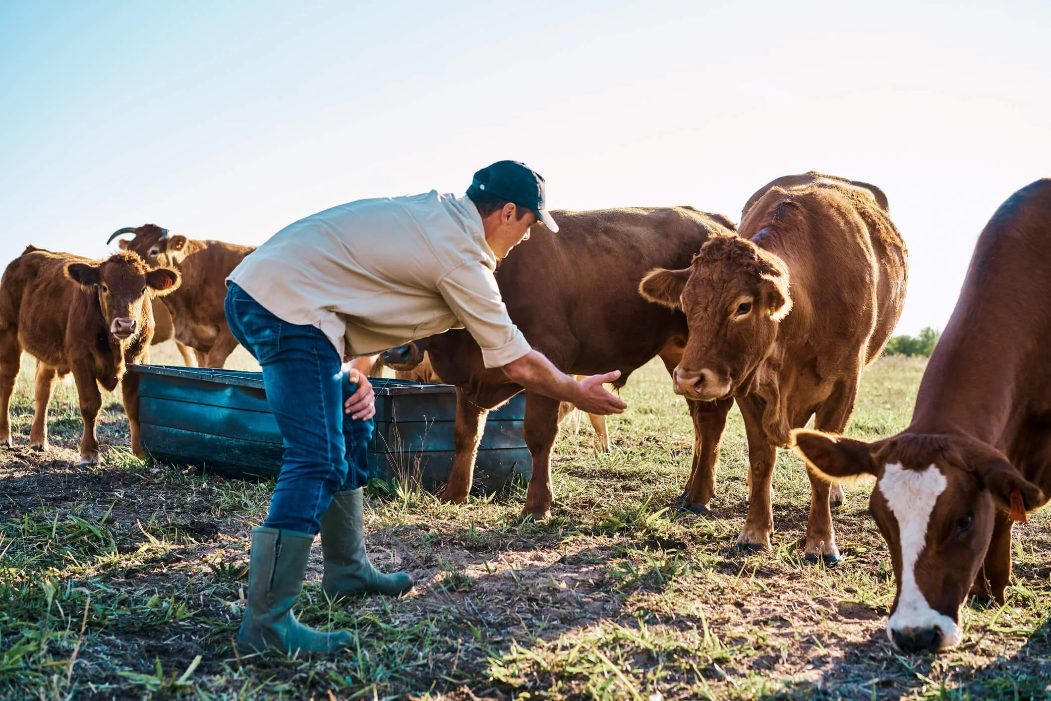 Pasturing Creating an Optimal Cattle Pasture: Your Expert Guide