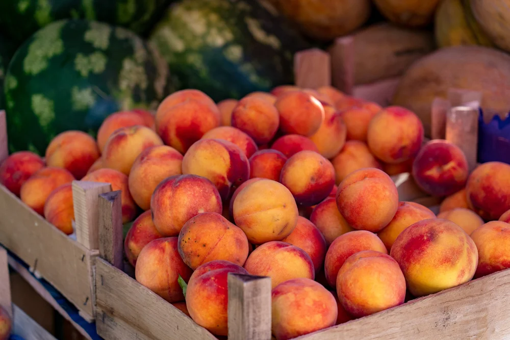 5 Best Peach Farms in Fredericksburg You Should Try