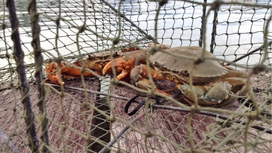 Guide to Crabbing in Texas  Exploring the Lone Star State's