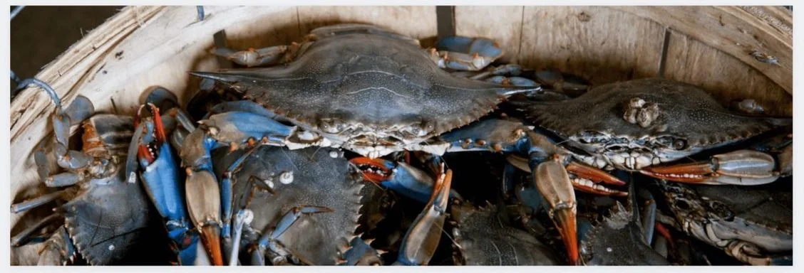 8 Markets To Buy Fresh Seafood From in Texas