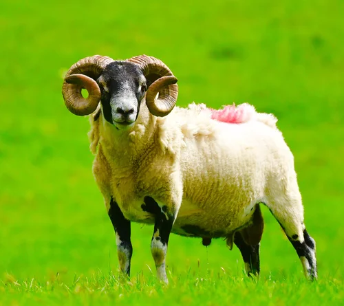 Are Rams Truly Dangerous? Dispelling Myths & Assessing Risks