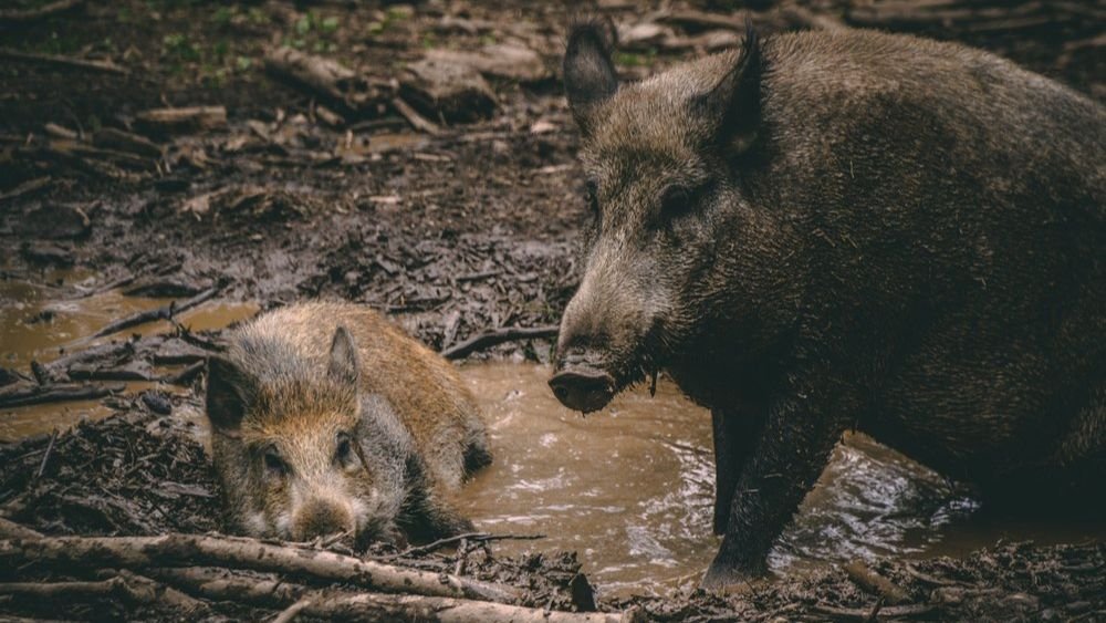 Feral Hog Hunting in Texas