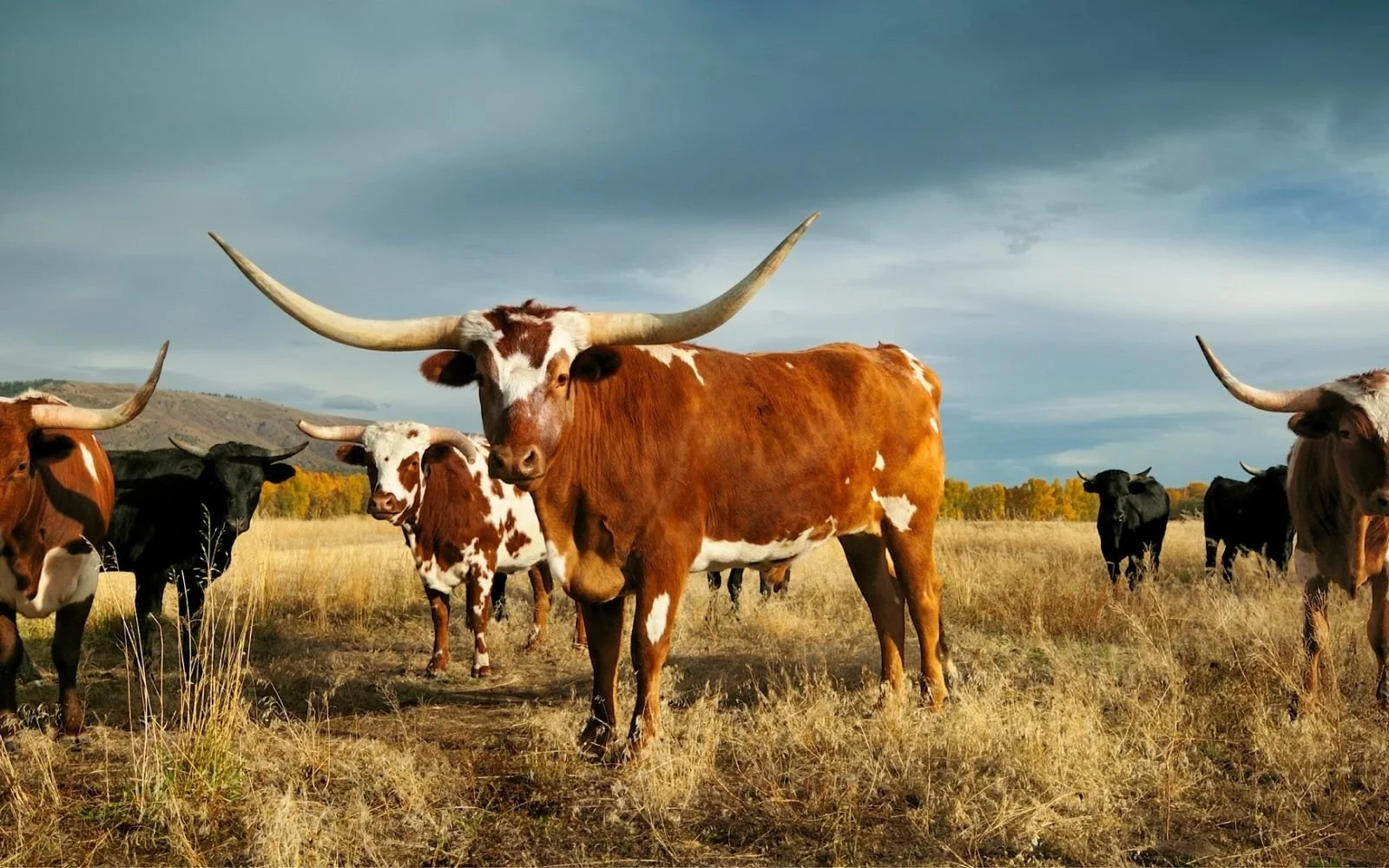 History of the Texas Longhorn: Why is it Popular?