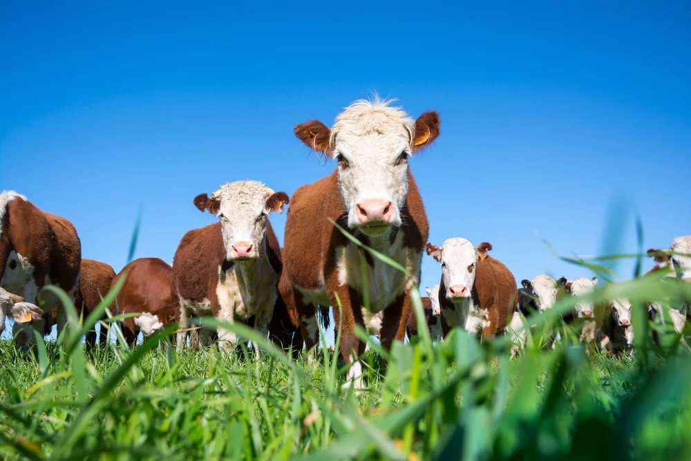 Hereford Cattle: Comprehensive Guide to Breeding and Care
