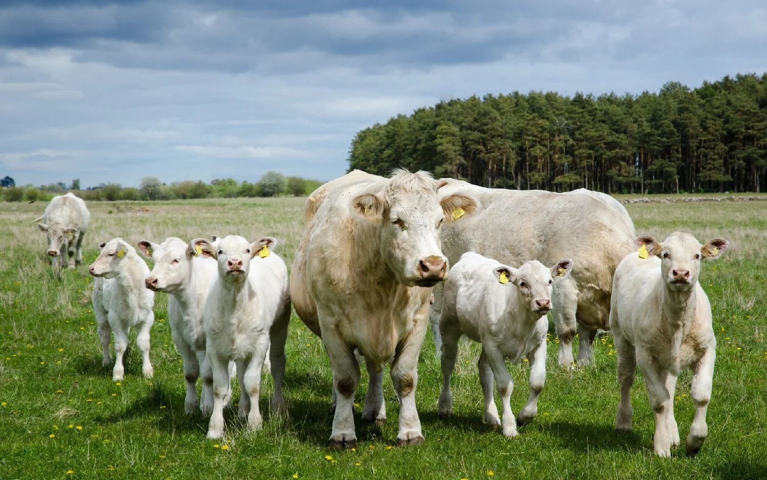 The 7 Most Popular Cattle Breeds in Texas