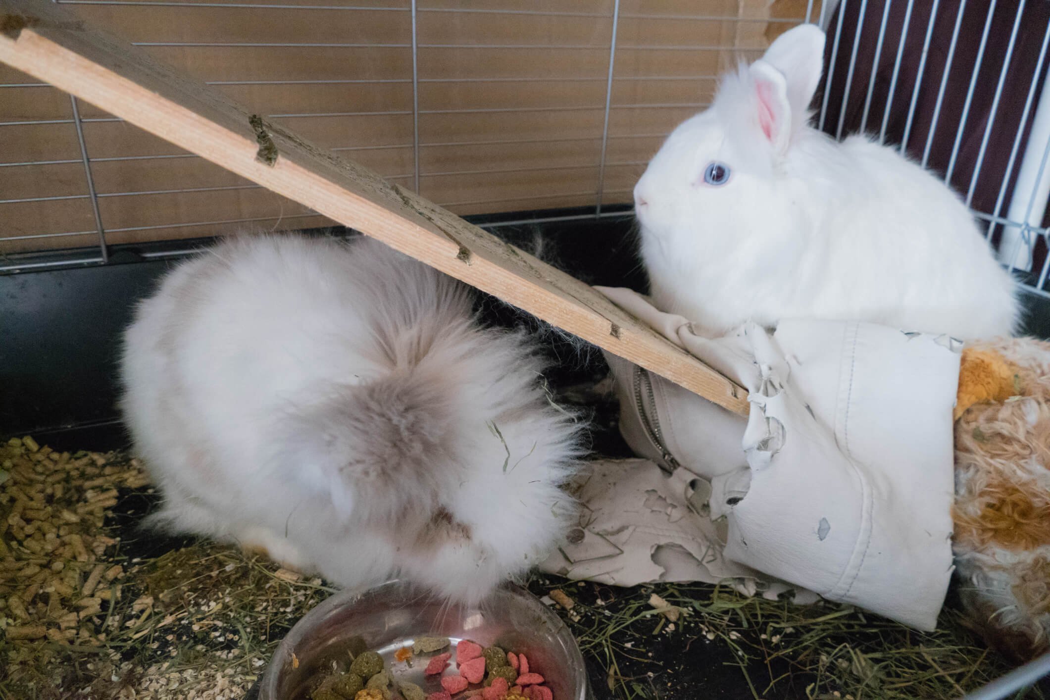 Angora Rabbits: A Detailed Introduction to the Furry Delight