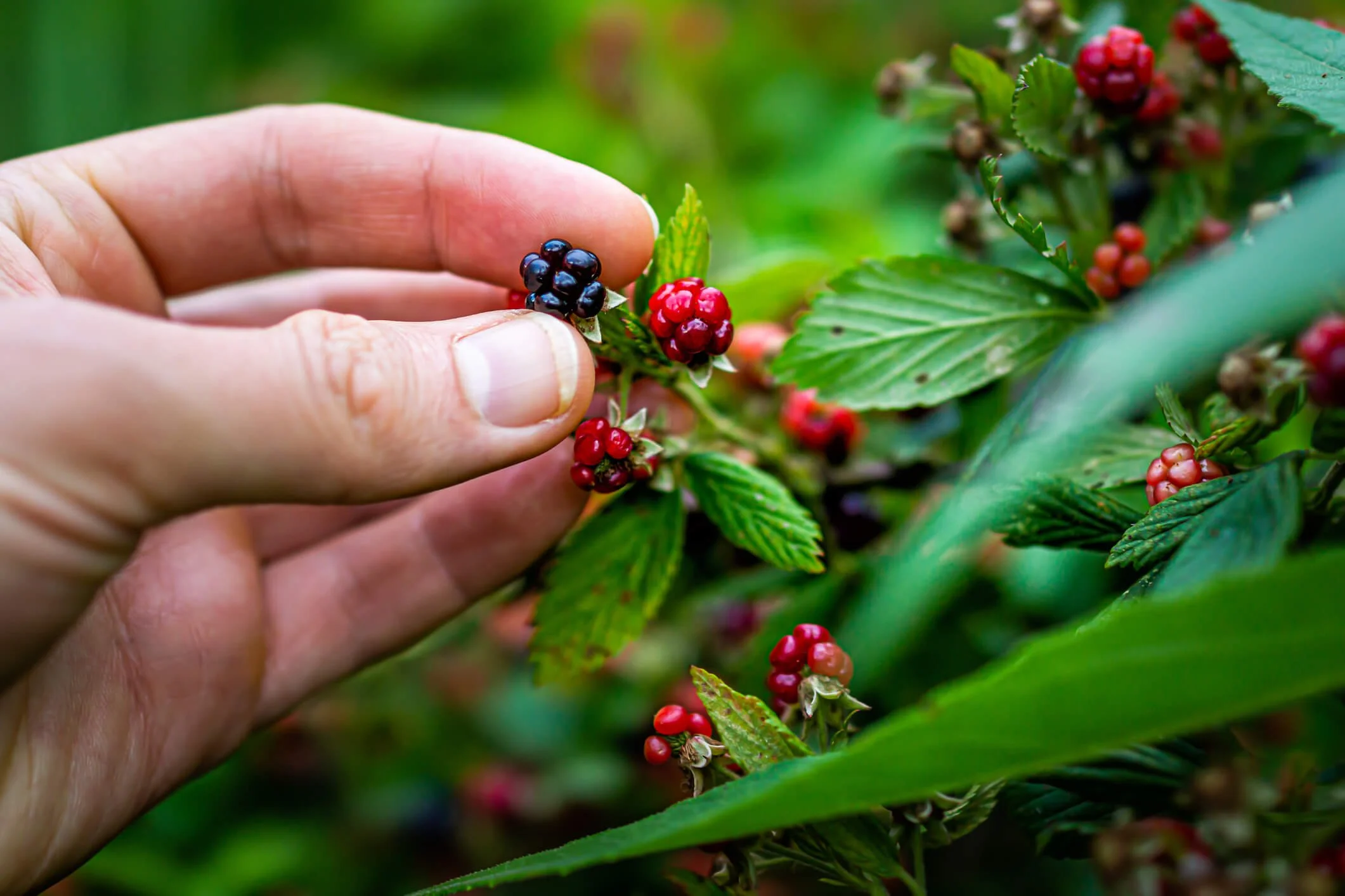 Finding Edible Wild Berries in Texas