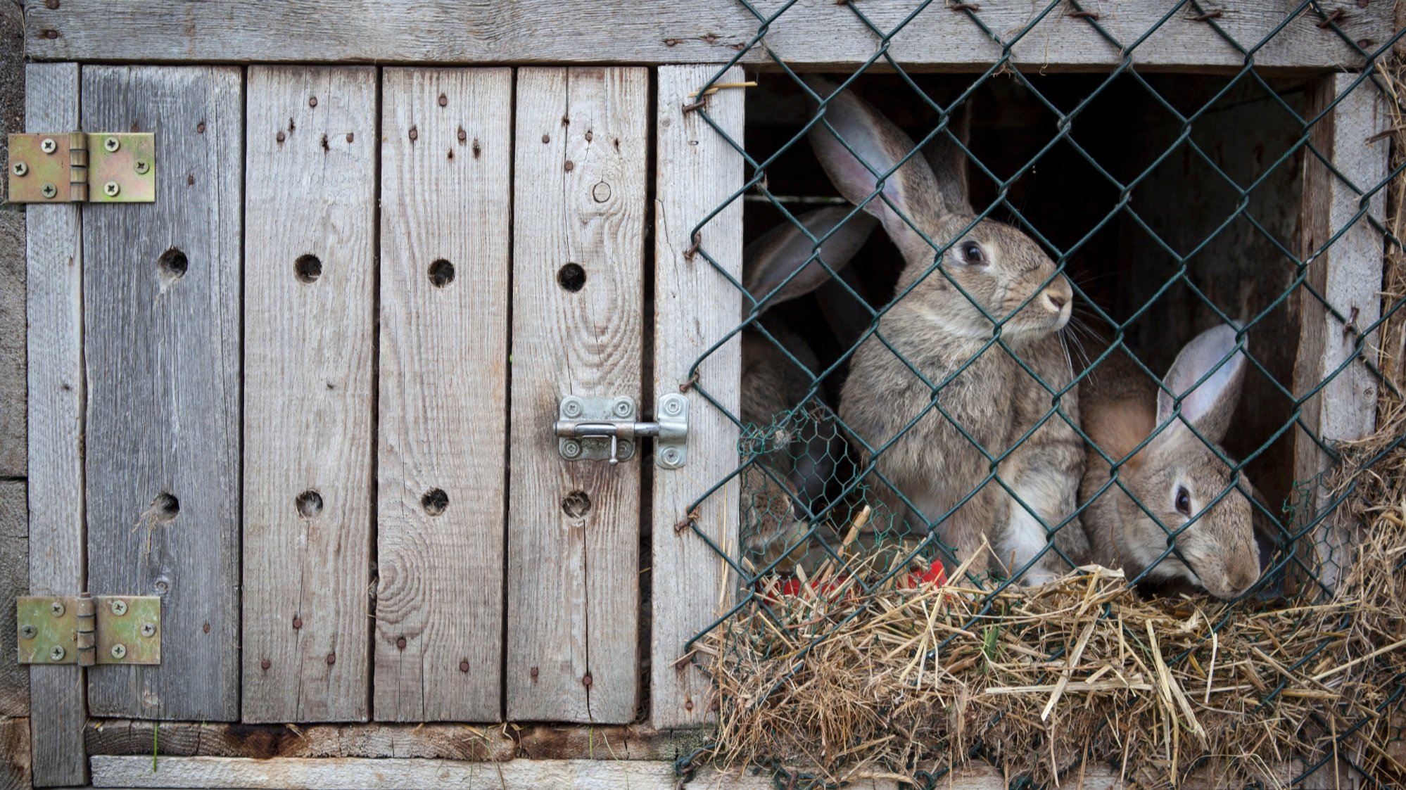 How to Build a Budget Rabbit Hutch