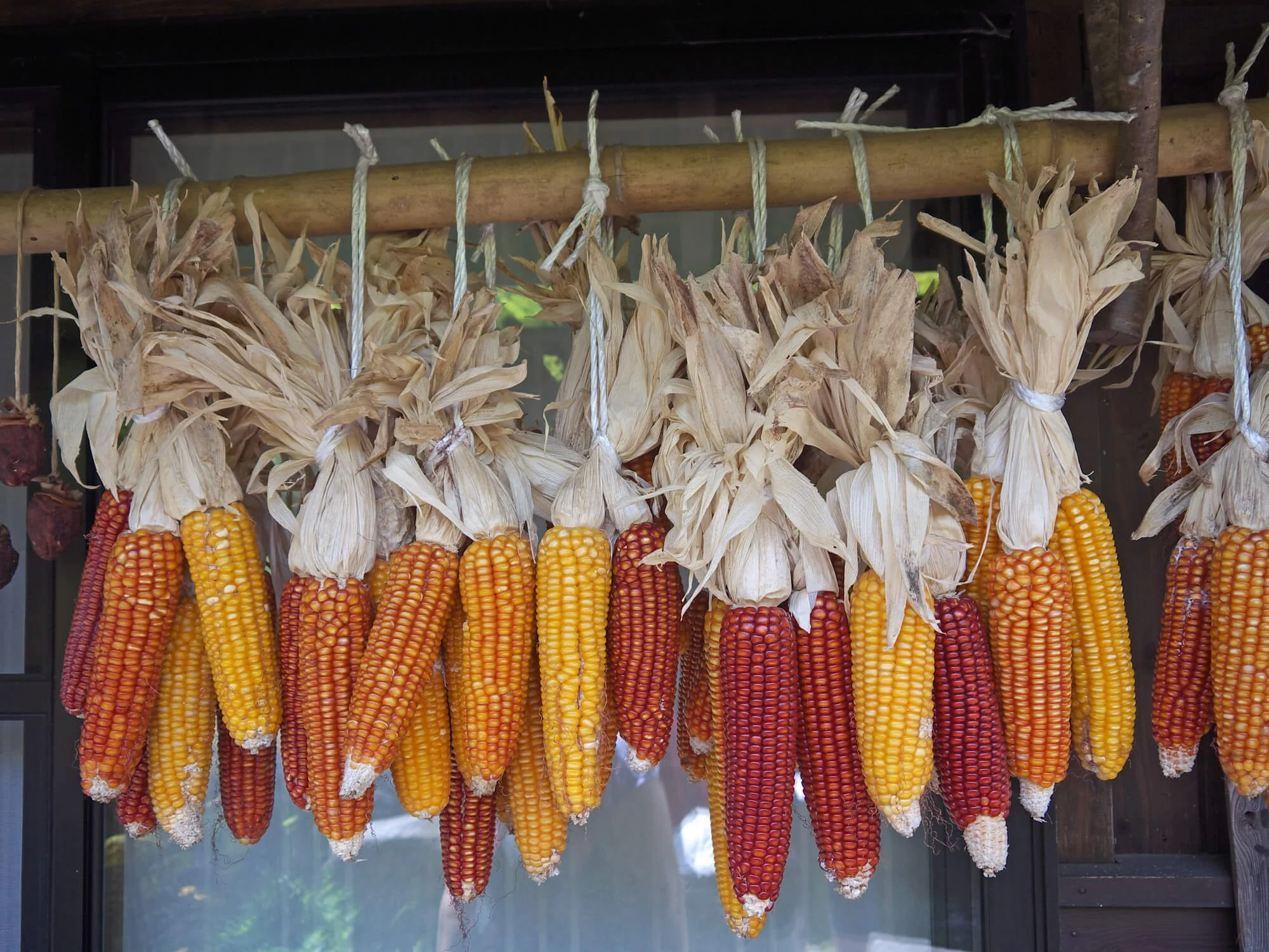 How to Dry Corn: Comprehensive Guide to Preserving Sweet Corn Kernels
